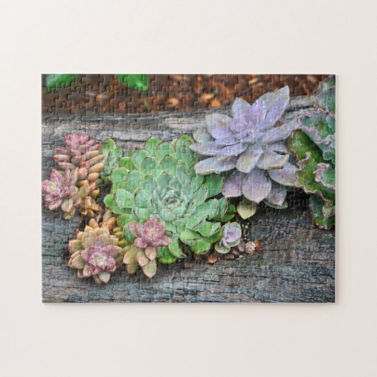 Succulent op driftwood legpuzzel (Horizontaal)