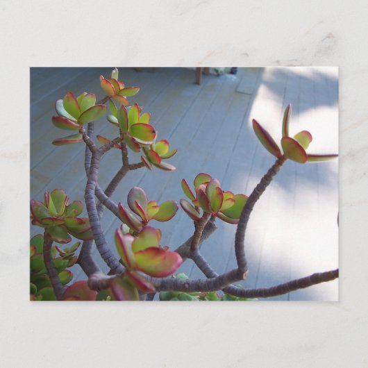 Succulent op een Oxnard Deck....Ontwerp van de nat Briefkaart (Voorkant)