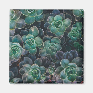 Succulent Patroon Magneet