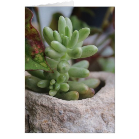 Succulent Plant Alle gelegenheden (Voorkant)