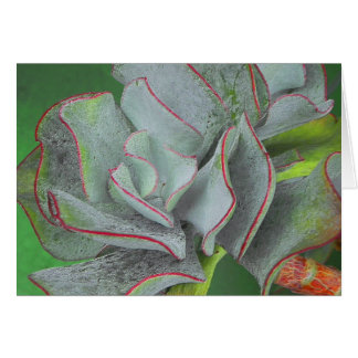 Succulent Plant Card