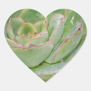 Succulent Plant Hart Sticker