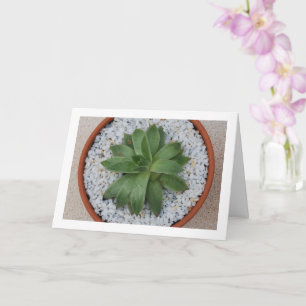 Succulent Plant in Terracotta Pot Kaart