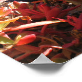 Succulent Plant onderwater Vergoten tuin Poster (Hoek)