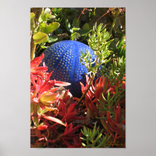 Succulent Plant onderwater Vergoten tuin Poster