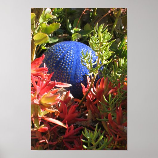 Succulent Plant onderwater Vergoten tuin Poster (Voorkant)