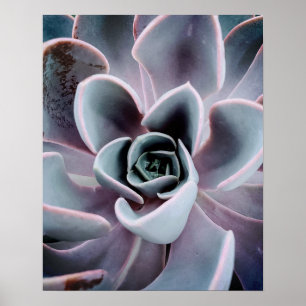 Succulent Plant Up Close Natuur Foto Poster