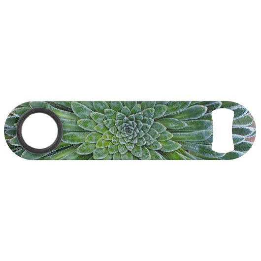 Succulent plante du désert (Dos Horizontal)