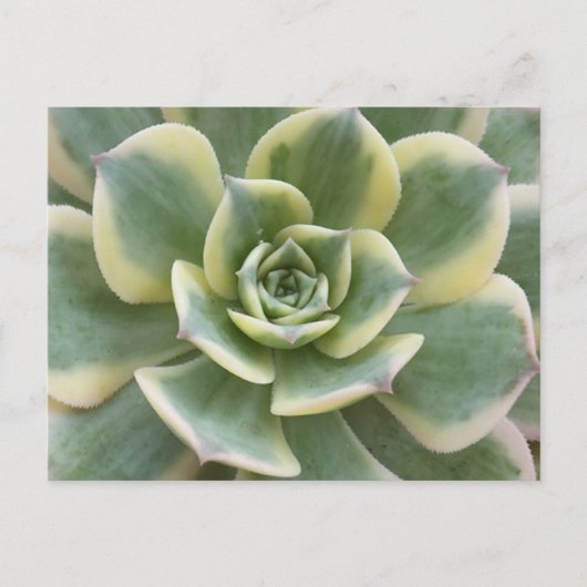 Succulent Postcard Briefkaart (Voorkant)