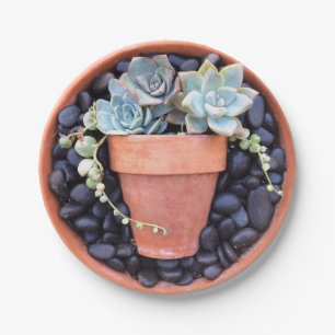 Succulent Pot in een Bord met pottenpapier