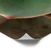 Succulent Print 2 (Hoek)