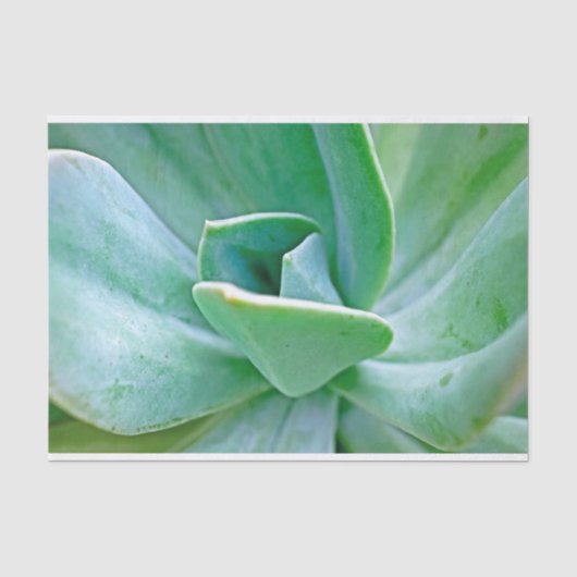 Succulent Swirl Tissuepapier (Voorkant)