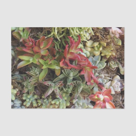 Succulent weefselpapier tissuepapier (Voorkant)