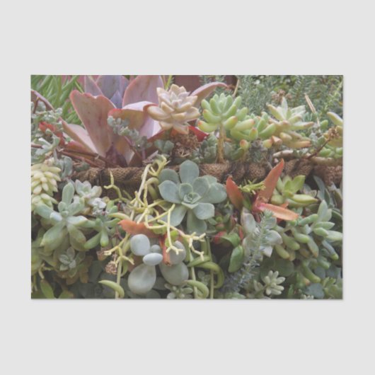 Succulent weefselpapier tissuepapier (Voorkant)