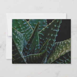 Succulent Zebra Plant Briefkaart