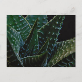 Succulent Zebra Plant Briefkaart