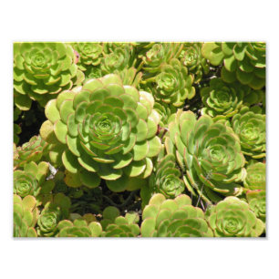 Succulente afdrukken foto afdruk