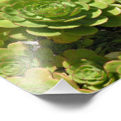 Succulente afdrukken foto afdruk (Hoek)