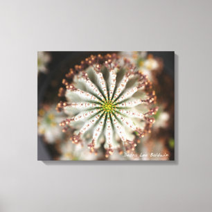 Succulente foto van Debra Lee Baldwin Canvas Afdruk