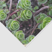 Succulente fotografie tissuepapier (Detail)