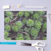 Succulente fotografie tissuepapier (Craft)