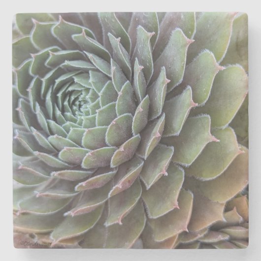 Succulente fractaal stenen onderzetter (Voorkant)