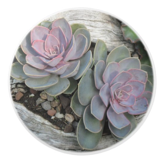 Succulente keramische Knob Keramische Knop (Voorkant)