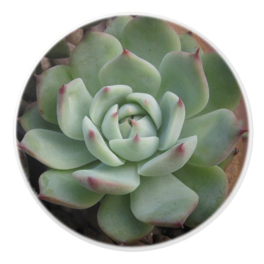Succulente keramische Knob Knop (Voorkant)