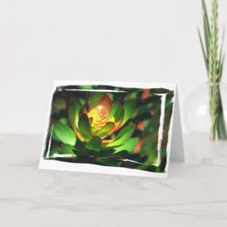 Succulente Knop Kaart