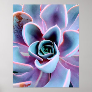 Succulente Plant Natuur Fotografie Foto Poster