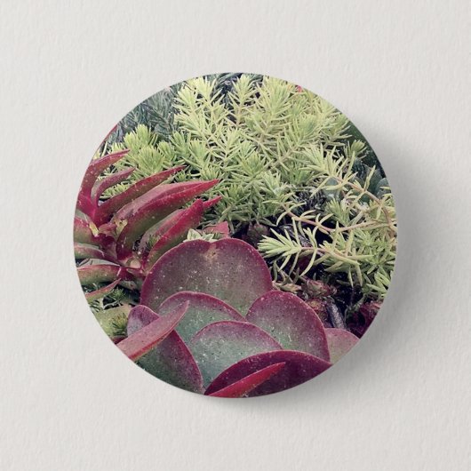 Succulente Planten Ronde Button 5,7 Cm (Voorkant)