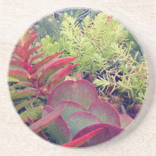 Succulente Planten Zandsteen Onderzetter