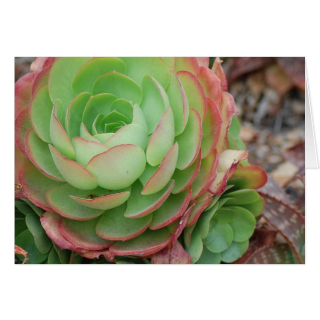 Succulente tuin (blank) (Voorkant Horizontaal)