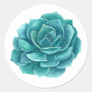 Succulente waterverf. Blauwe cactus. Cactussen. bo Ronde Sticker
