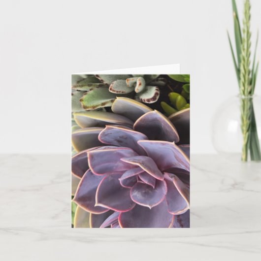 Succulenten (Voorkant)