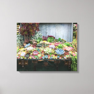 Succulenten in de schatkist canvas afdruk