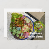 Succulenten in Planter Briefkaart (Voorkant / Achterkant)