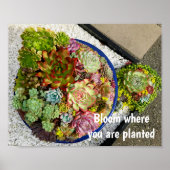 Succulenten in Planter Poster (Voorkant)