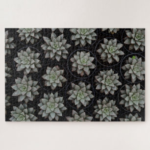 Succulenten in potten legpuzzel