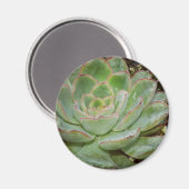Succulenten Magneet (Voorkant / Achterkant)