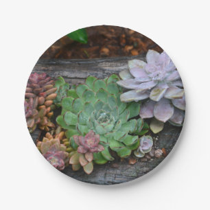 Succulenten op drijfhout papier Bord