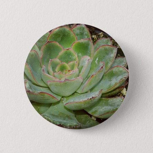 Succulenten Ronde Button 5,7 Cm (Voorkant)