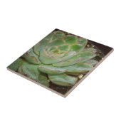 Succulenten Tegeltje (Zijkant)