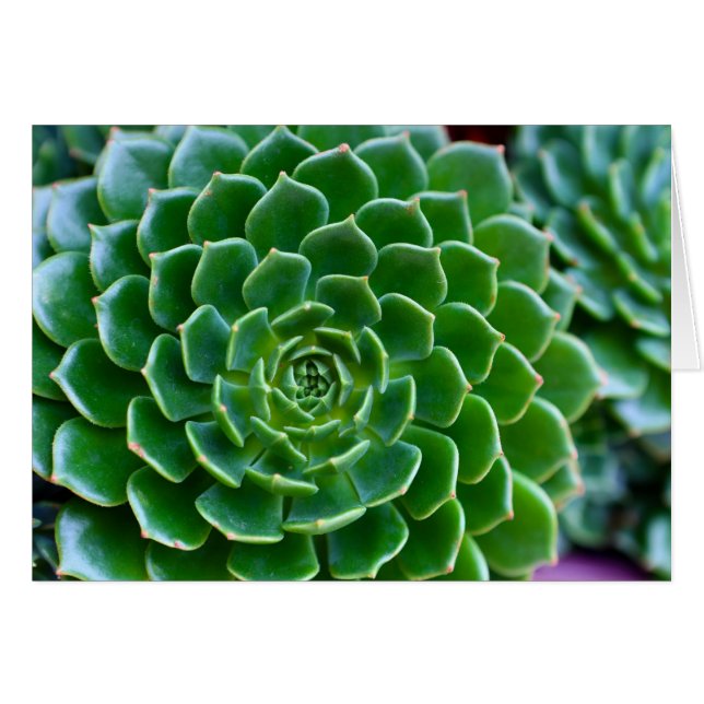 Succulents - plante Echeveria (Devant horizontal)