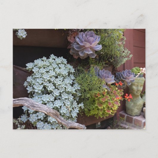 Succulents Postcard Briefkaart (Voorkant)