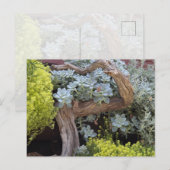 Succulents Postcard Briefkaart (Voorkant / Achterkant)