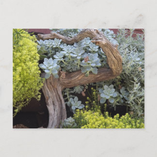 Succulents Postcard Briefkaart