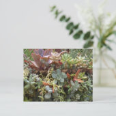 Succulents Postcard Briefkaart (Staand voorkant)