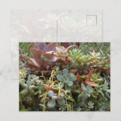 Succulents Postcard Briefkaart (Voorkant / Achterkant)