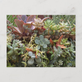 Succulents Postcard Briefkaart